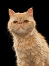 Closeup Portrait of Exotic ginger shorthair cat on Black Royalty Free Stock Photo