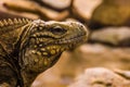 Closeup portrait of the face of a cuban rock iguana, tropical and vulnerable lizard specie from the coast of Cuba Royalty Free Stock Photo