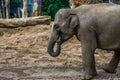 Closeup portrait of the face of a female Asian Elephant, Endangered mammal from Asia and India Royalty Free Stock Photo