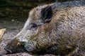 Closeup portrait of the face of a wild board, common pig specie from the forest of Eurasia