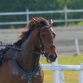 closeup portrait of the face of a young racing horse