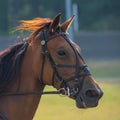 closeup portrait of the face of a young racing horse