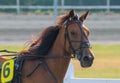 closeup portrait of the face of a young racing horse