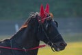 closeup portrait of the face of a young racing horse