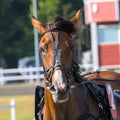 closeup portrait of the face of a young racing horse