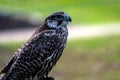 Closeup portrait of a falcon isolated on a defocused natural background with copy space