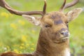 Closeup portrait of a Fallow deer stag, dama dama, rutting in Autumn Royalty Free Stock Photo