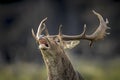 Closeup portrait of a Fallow deer stag, dama dama, rutting in Autumn Royalty Free Stock Photo