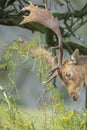 Closeup portrait of a Fallow deer stag, dama dama, rutting in Autumn Royalty Free Stock Photo