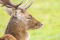 Closeup portrait of a Fallow deer stag, dama dama, rutting in Autumn Royalty Free Stock Photo