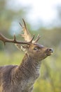 Closeup portrait of a Fallow deer stag, dama dama, rutting in Autumn Royalty Free Stock Photo