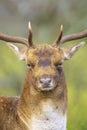 Closeup portrait of a Fallow deer stag, dama dama, rutting in Autumn Royalty Free Stock Photo