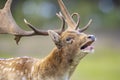Closeup portrait of a Fallow deer stag, dama dama, rutting in Autumn Royalty Free Stock Photo