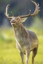 Closeup portrait of a Fallow deer stag, dama dama, rutting in Autumn Royalty Free Stock Photo