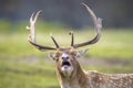 Closeup portrait of a Fallow deer stag, dama dama, rutting in Autumn Royalty Free Stock Photo