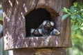 Closeup portrait family of monkey Common Marmoset or Callithrix jacchus