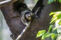 Closeup portrait family of monkey Common Marmoset or Callithrix jacchus