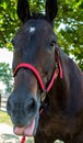 Closeup Horse Portrait Summer Royalty Free Stock Photo