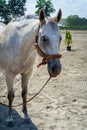 Closeup Horse Portrait Summer Royalty Free Stock Photo