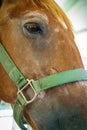 Closeup Horse Portrait Summer Royalty Free Stock Photo