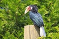 Closeup portrait of a female Blyth`s hornbill Rhyticeros plicat