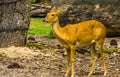 Closeup portrait of a female eld`s deer, Endangered animal specie from Asia Royalty Free Stock Photo