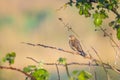 Female Linnet bird, Carduelis cannabina singing Royalty Free Stock Photo