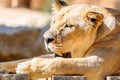 Portrait Of Female Lion Royalty Free Stock Photo