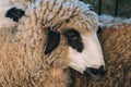 Closeup portrait of female sheep on dairy farm Royalty Free Stock Photo
