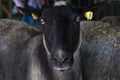 Closeup portrait of female sheep on dairy farm Royalty Free Stock Photo