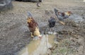 Portrait of flock of chickens/roosters at feeding time 2 Royalty Free Stock Photo