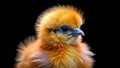 CloseUp Portrait of a Fluffy Silkie Chick Adorable Chinese Silkie Chicken Against a Striking Black Background