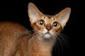 Closeup Portrait of Funny Abyssinian Cat isolated on black