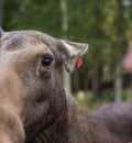 Closeup portrait of funny curious head of a moose or Eurasian elk with big brown eyes and nose Royalty Free Stock Photo