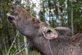 Closeup portrait of funny curious head of a moose or Eurasian elk with big brown eyes and nose