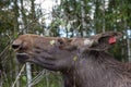 Closeup portrait of funny curious head of a moose or Eurasian elk with big brown eyes and nose Royalty Free Stock Photo