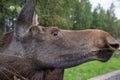 Closeup portrait of funny curious head of a moose or Eurasian elk with big brown eyes and nose Royalty Free Stock Photo