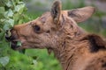 Closeup portrait of funny curious head of a moose or Eurasian elk with big brown eyes and nose Royalty Free Stock Photo