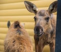 Closeup portrait of funny curious head of a moose or Eurasian elk with big brown eyes and nose