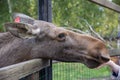 Closeup portrait of funny curious head of a moose or Eurasian elk with big brown eyes and nose Royalty Free Stock Photo