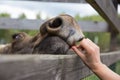 Closeup portrait of funny curious head of a moose or Eurasian elk with big brown eyes and nose