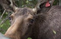 Closeup portrait of funny curious head of a moose or Eurasian elk with big brown eyes and nose Royalty Free Stock Photo