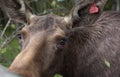 Closeup portrait of funny curious head of a moose or Eurasian elk with big brown eyes and nose