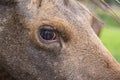 Closeup portrait of funny curious head of a moose or Eurasian elk with big brown eyes and nose Royalty Free Stock Photo