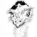 Closeup portrait of funny Ostrich Bird Royalty Free Stock Photo