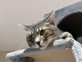 Closeup Portrait of a Funny Tabby Kitten with Head Hanging from Cat Tree, Wide-Eyed in Amusement, White Background Royalty Free Stock Photo