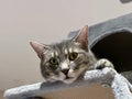 Closeup Portrait of a Funny Tabby Kitten with Head Hanging from Cat Tree, Wide-Eyed in Amusement, White Background