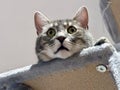 Closeup Portrait of a Funny Tabby Kitten with Head Hanging from Cat Tree, Wide-Eyed in Amusement, White Background Royalty Free Stock Photo