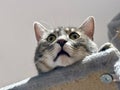 Closeup Portrait of a Funny Tabby Kitten with Head Hanging from Cat Tree, Wide-Eyed in Amusement, White Background Royalty Free Stock Photo