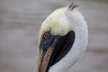 Closeup portrait of Galapagos Brown Pelican head Pelecanus occidentalis urinator in Galapagos Islands, Ecuador Royalty Free Stock Photo